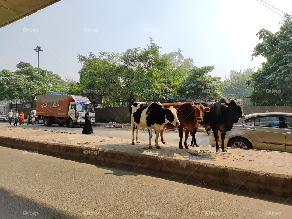 Cows on the road