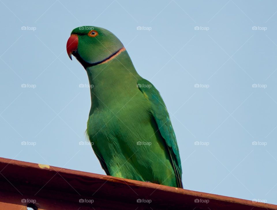 Bird photography  - Parrot