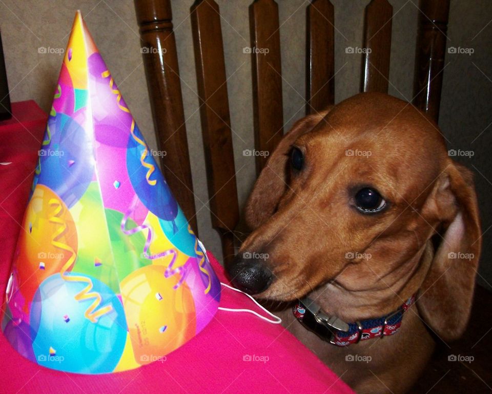 Weiner Of A Birthday