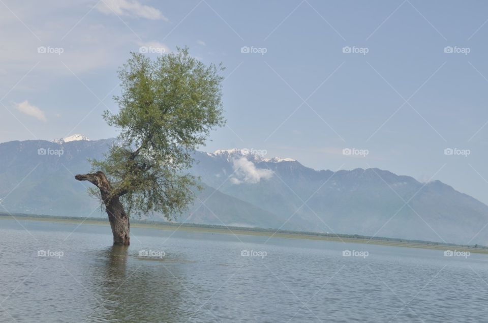 Water, Landscape, Tree, Lake, No Person