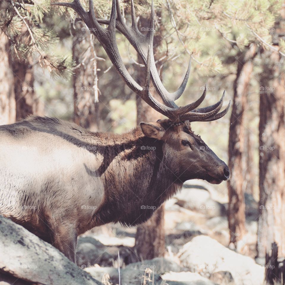 Elk profile 