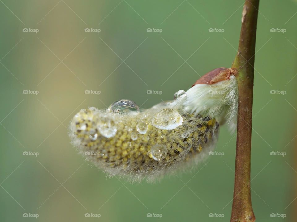 Wet catkin