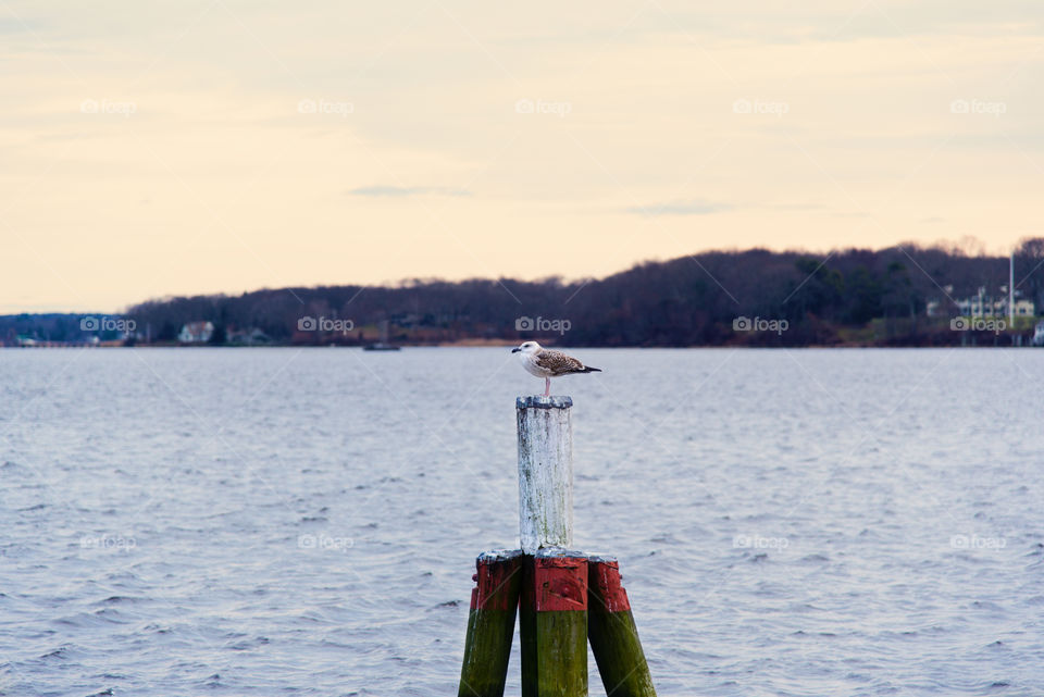 Seagull on Pier