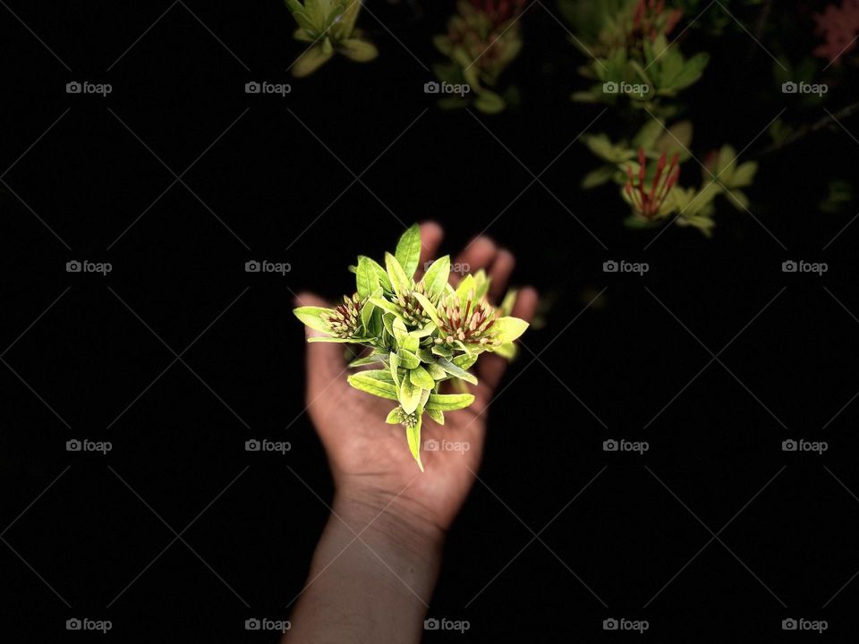 Plant photography - Hand - Hold plant to save from darkness 