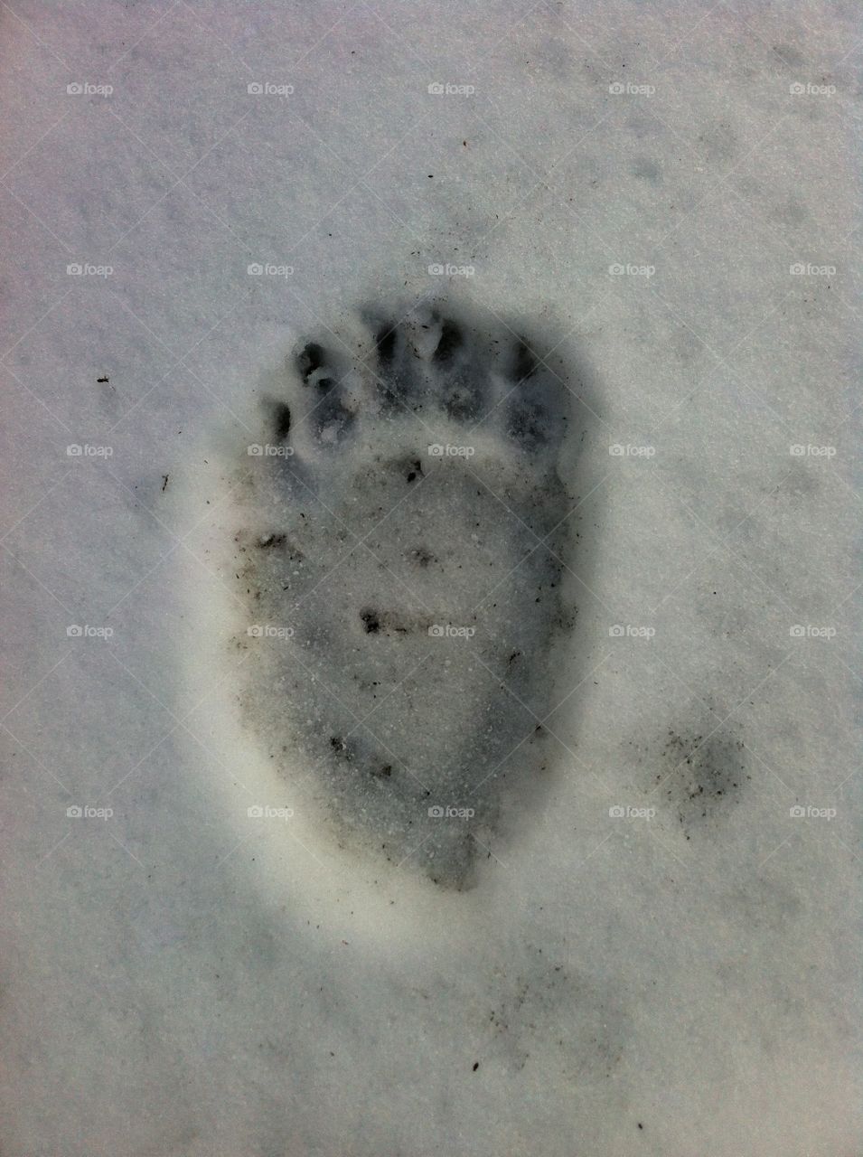 Kodiak Brown Bear track. Brown Bear 