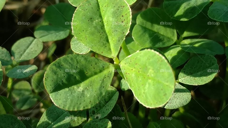 Leaf, Flora, No Person, Nature, Growth