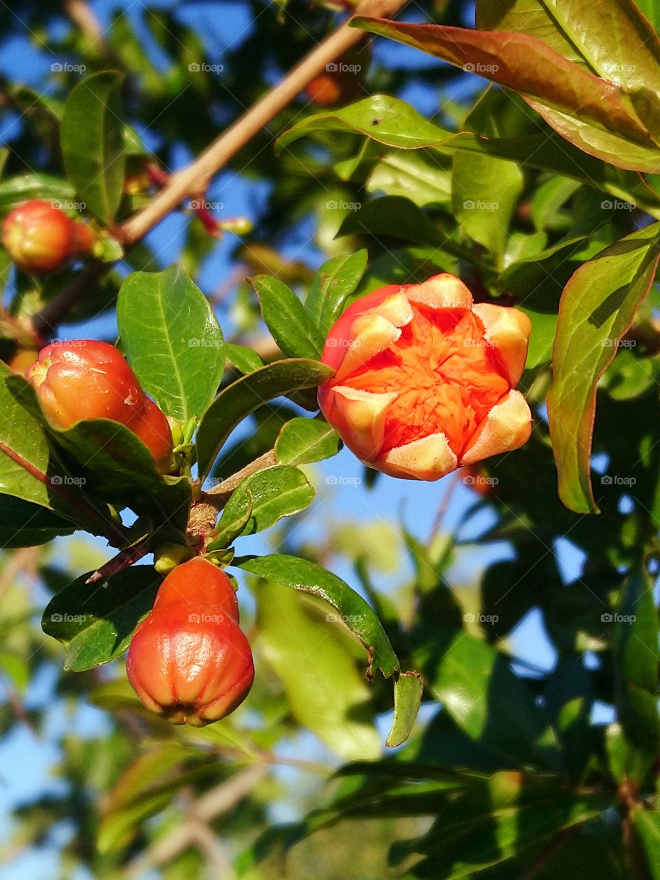 Pomegranate plant