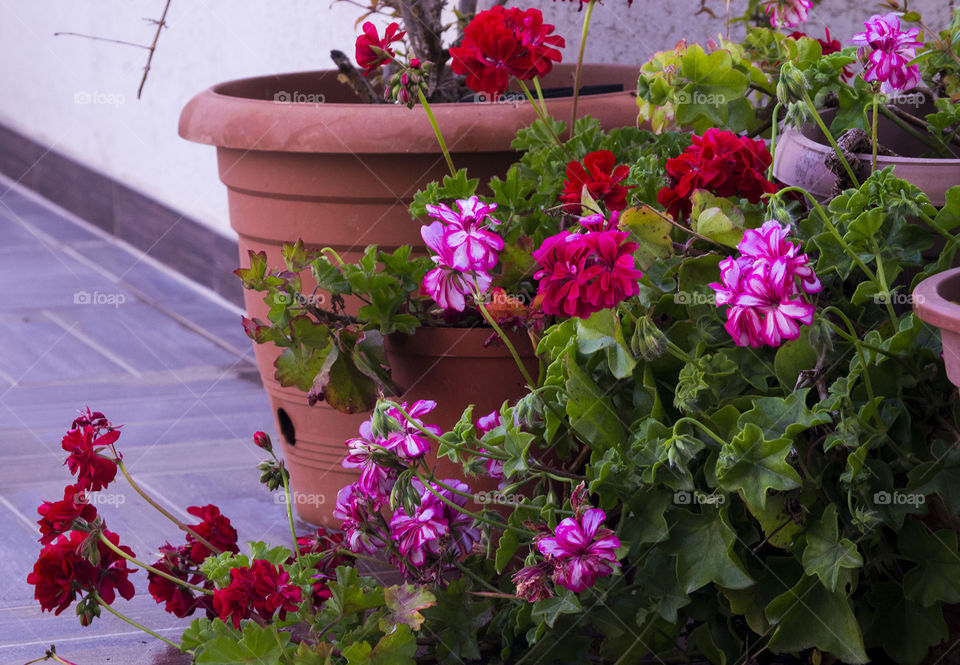 Ivy geraniums on my terrace