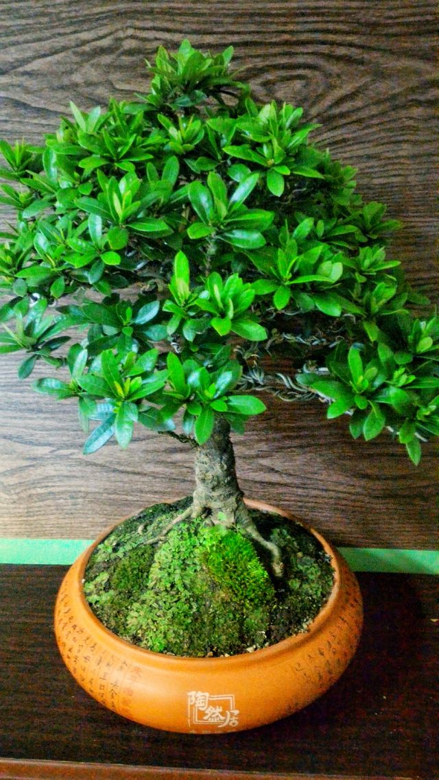 Mini Tree Plant