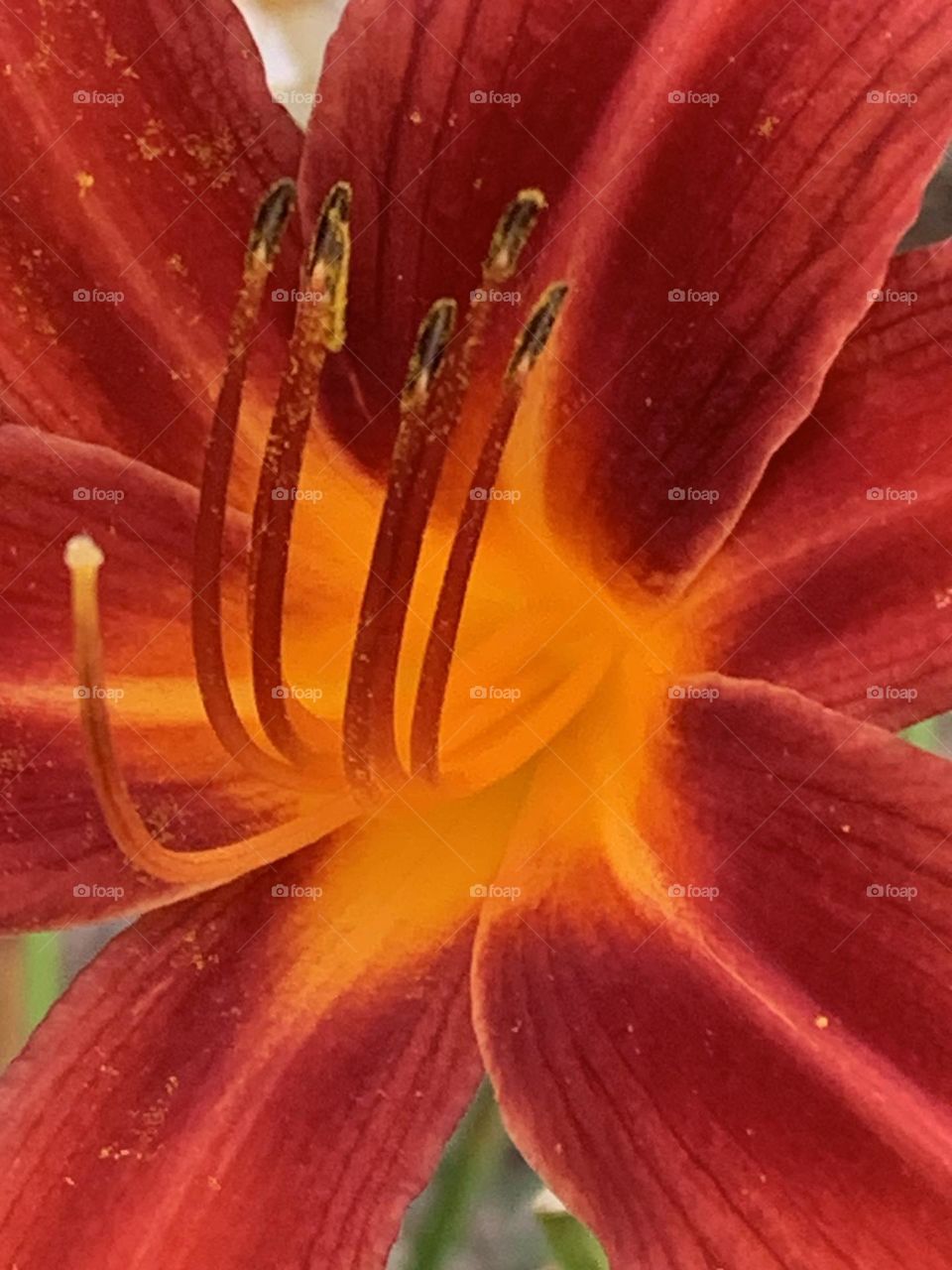 Burst of red and orange coloured flower up close