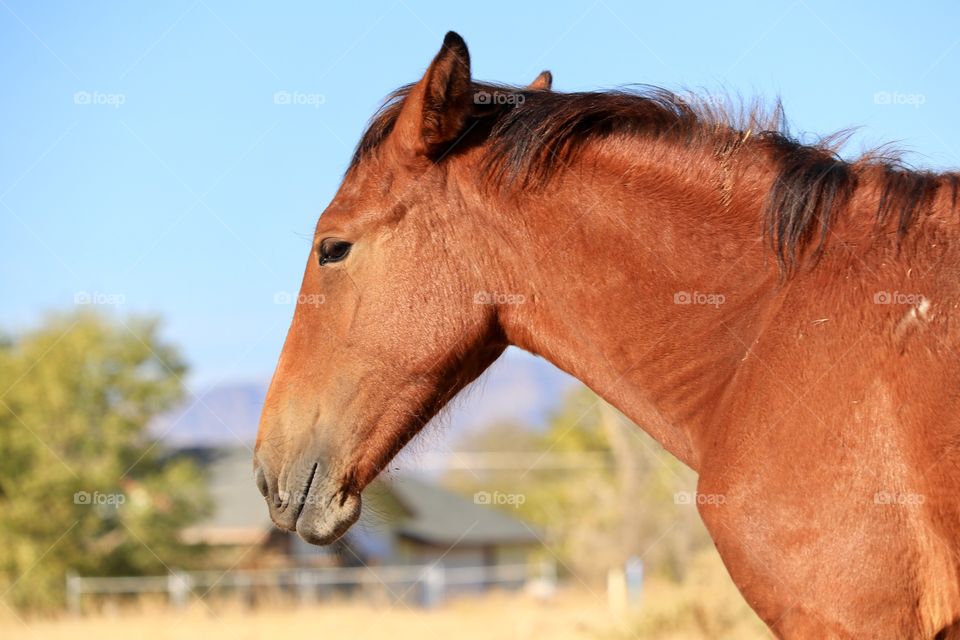 Wild American mustang yearling horse chestnut profile view 