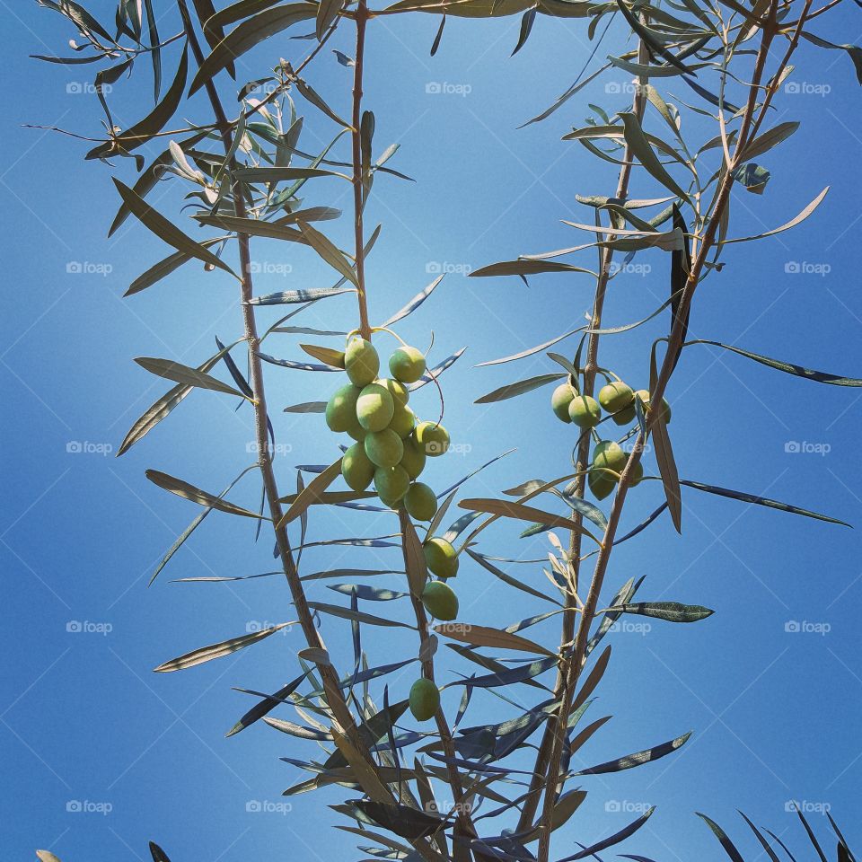 olive tree branch with olives