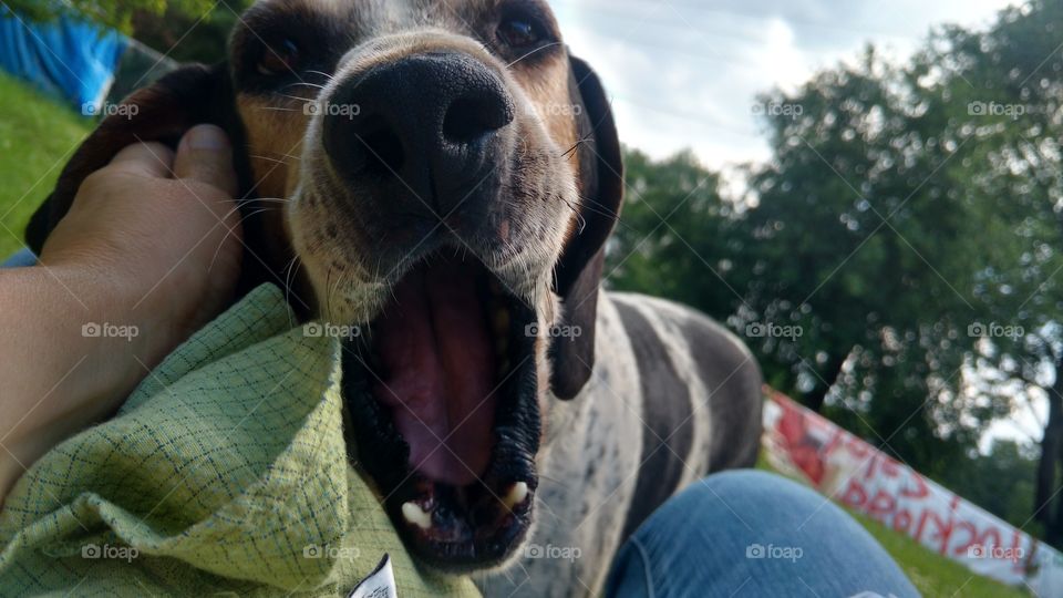 blue tick coonhound with mouth open