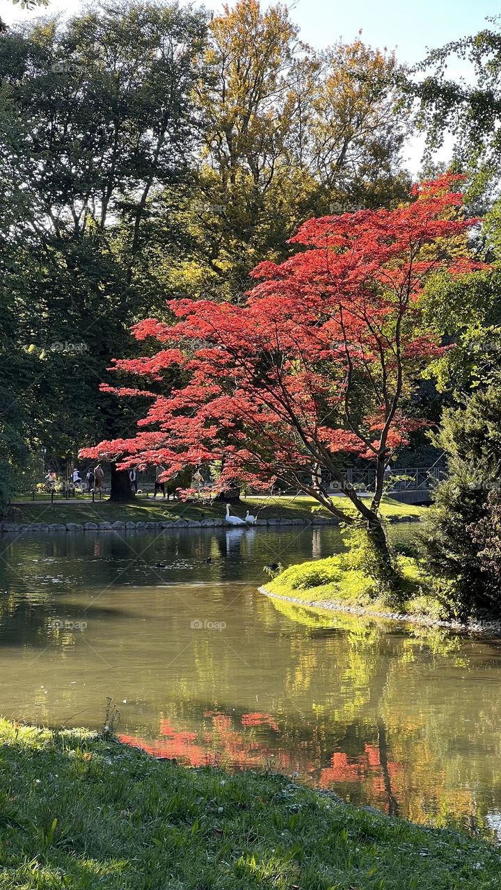 Crimson Star of the Garden
A vibrant red-leaved tree steals the spotlight in a Japanese garden, surrounded by green trees and reflected in tranquil water.