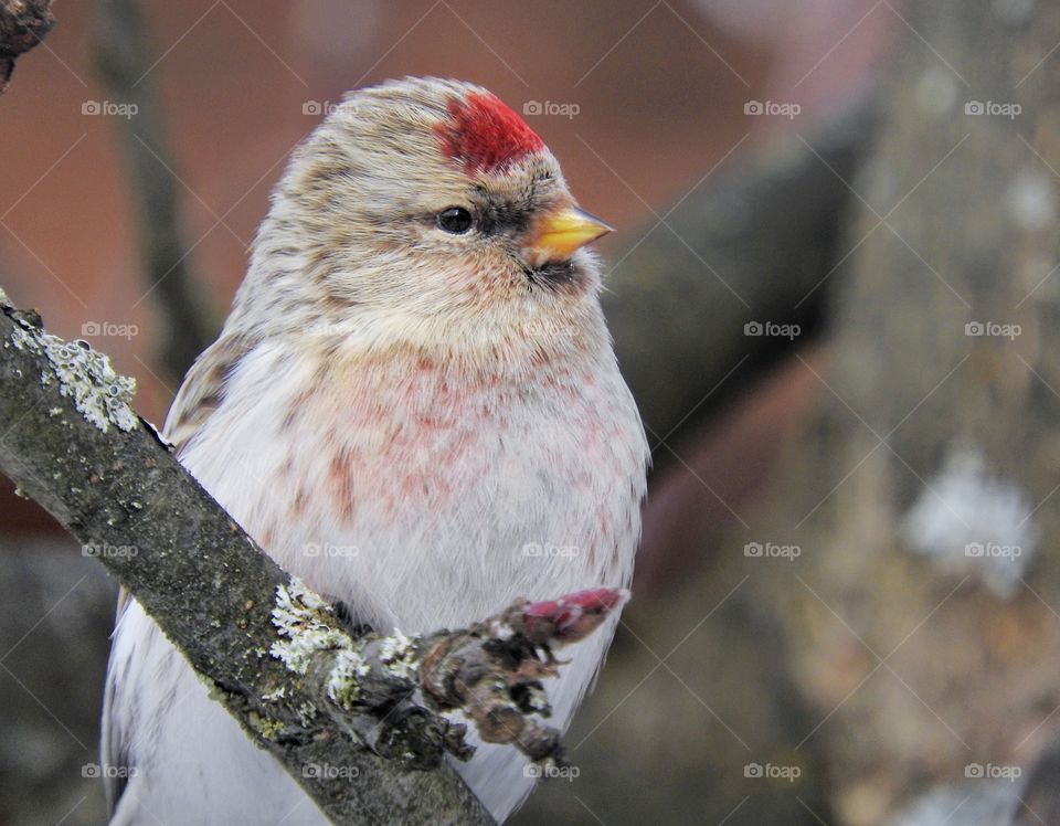 Bird redpoll wildlife 