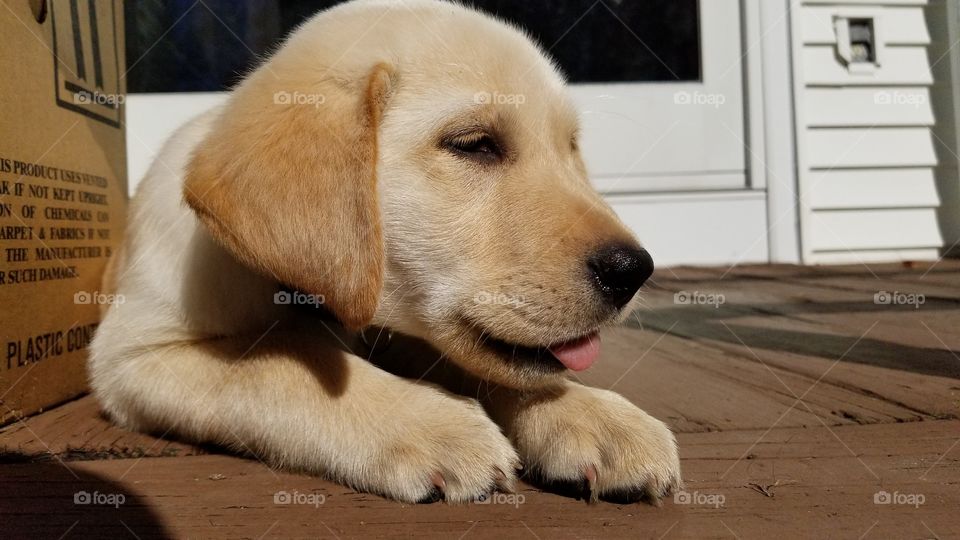 Yellow labrador retriever puppy laying on a deck with his tongue sticking out