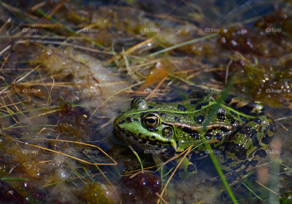 Closeup photo of a frog in a pond
