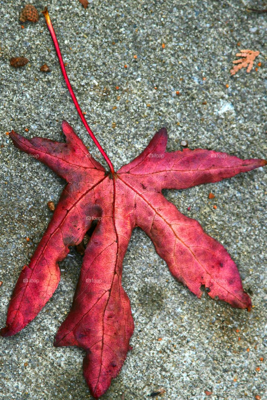 red leaf on concrey