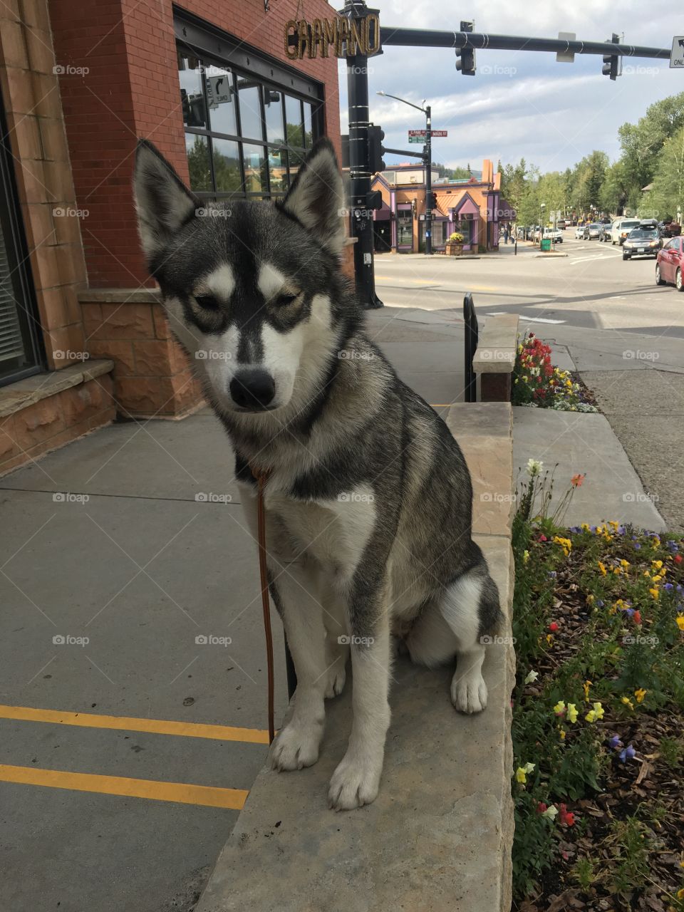 Coffee shop pup