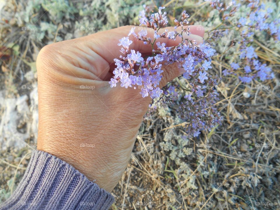 Nature, Outdoors, Flower, Flora, Relaxation