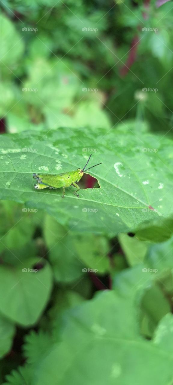 grass hopper