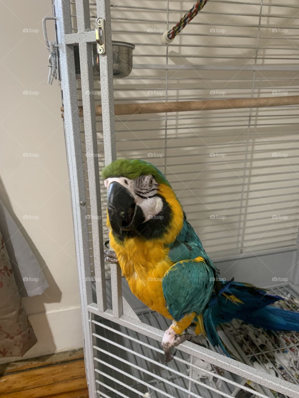 My macaw