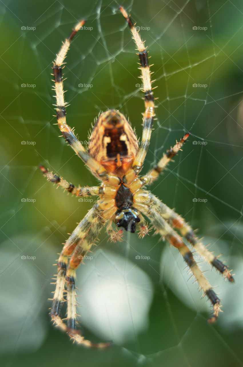 Spider