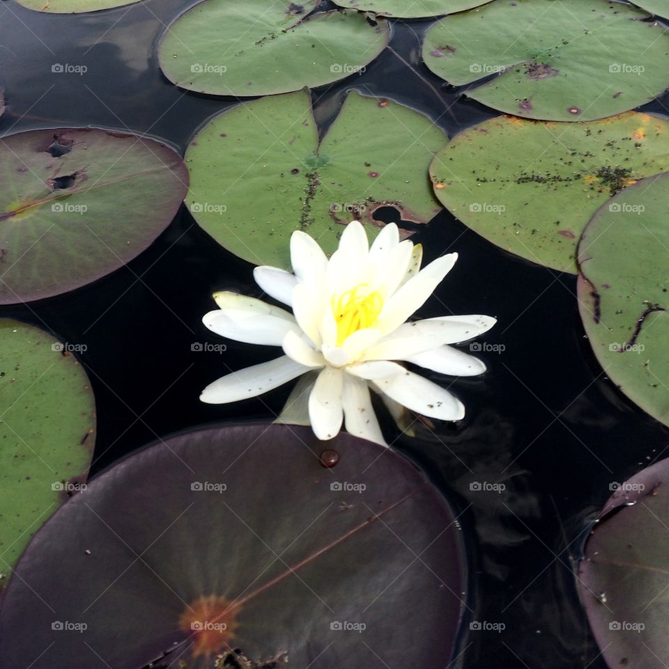Waterlily centered . Peaceful pond scene