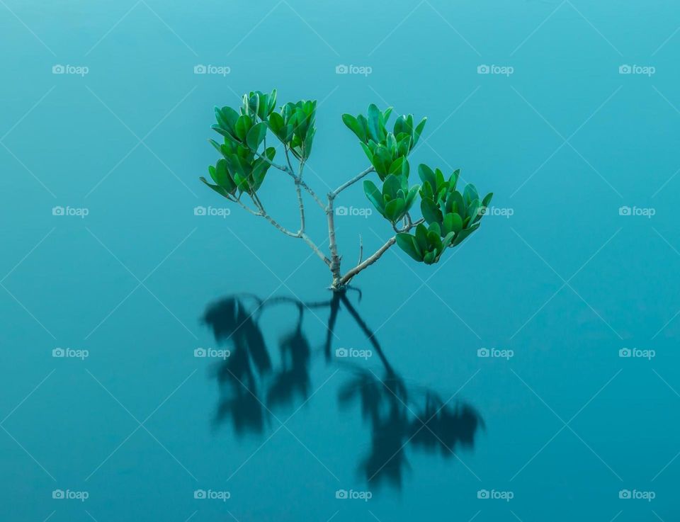Young Mangrove tree in a bat area.