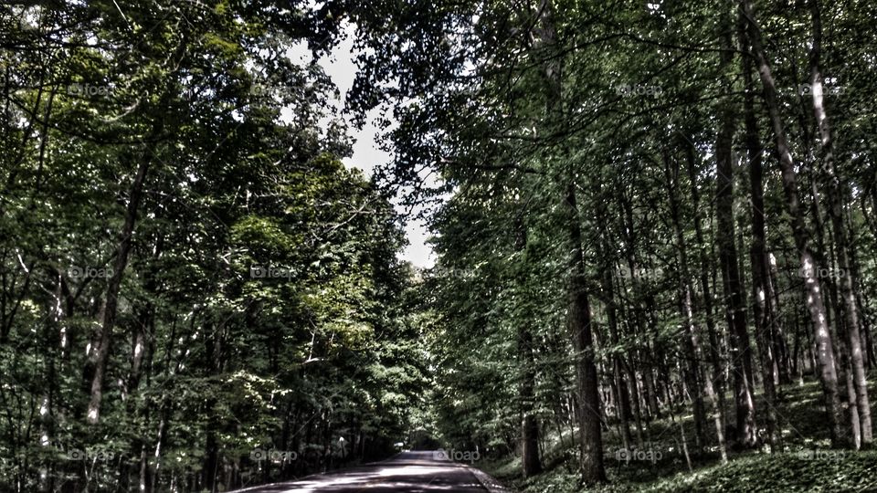 Nature. Forest Canopy