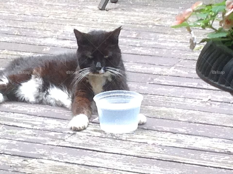 My cat relaxing outdoors with water.