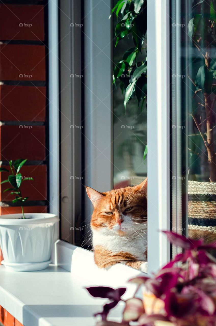 Red cat is resting on the windowsill.