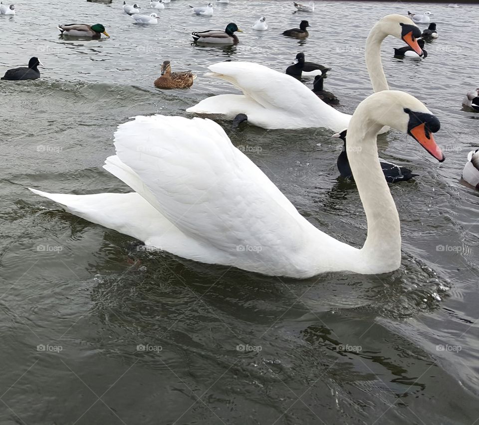 Beautiful swans