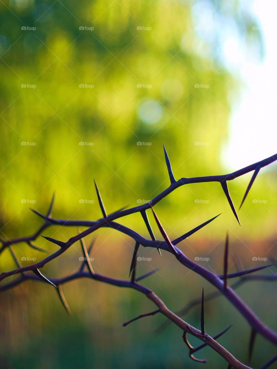 Close-up of thorn on twig