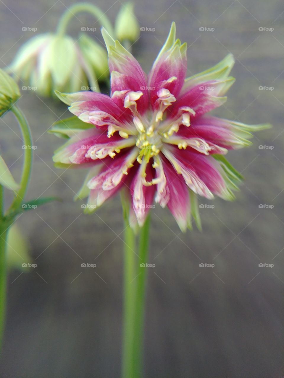 blühen Blüten Blume Frühling spring Sommer lila