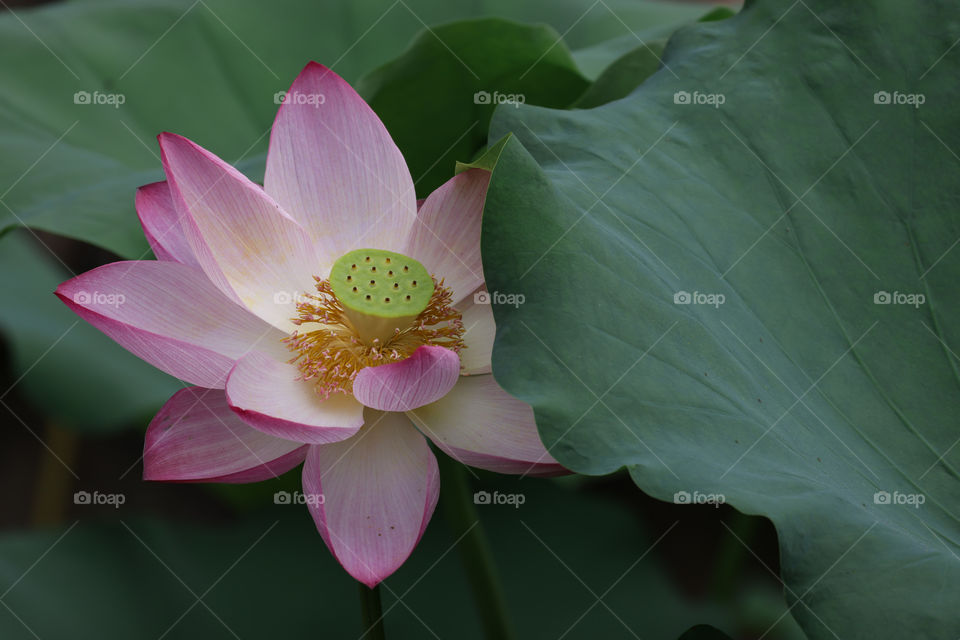lotus in summer
