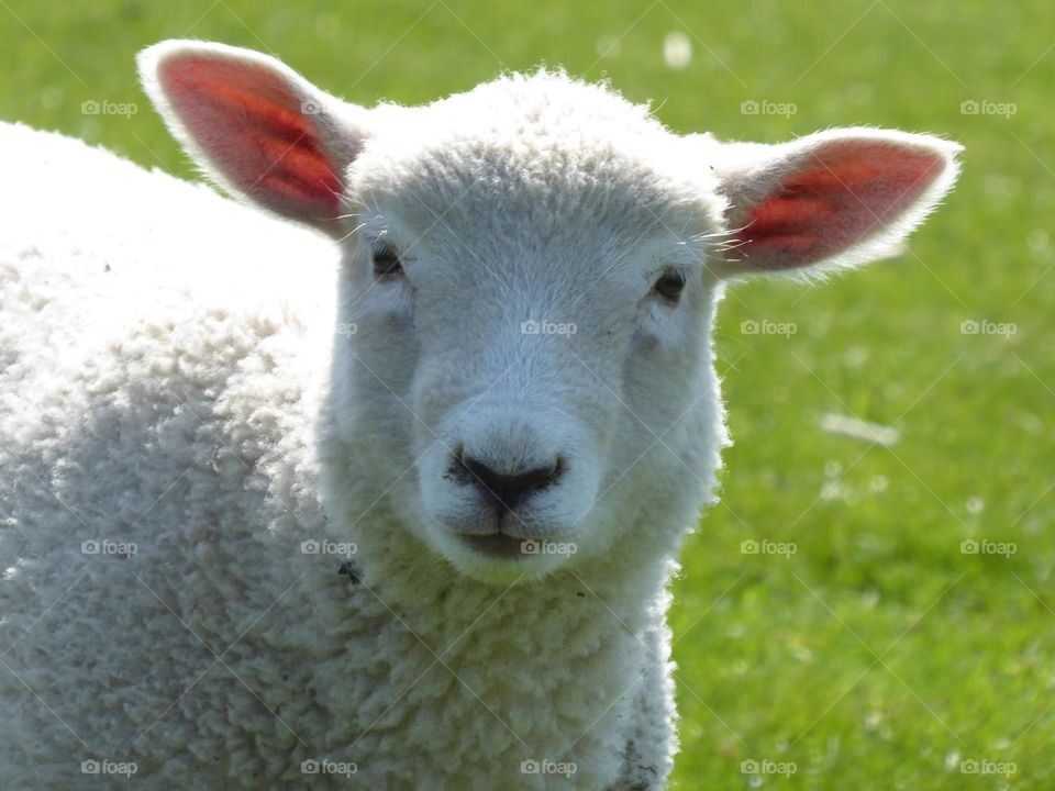 Lamb