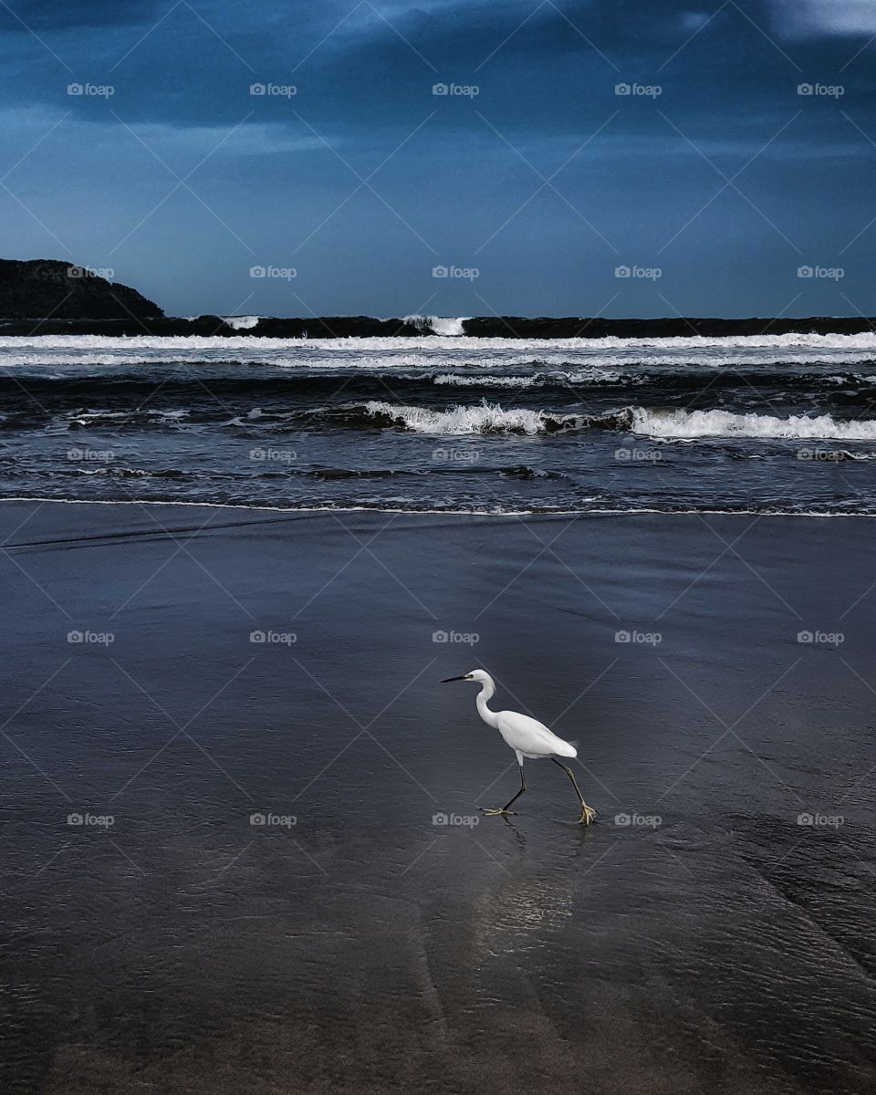 A delicadeza de uma garça