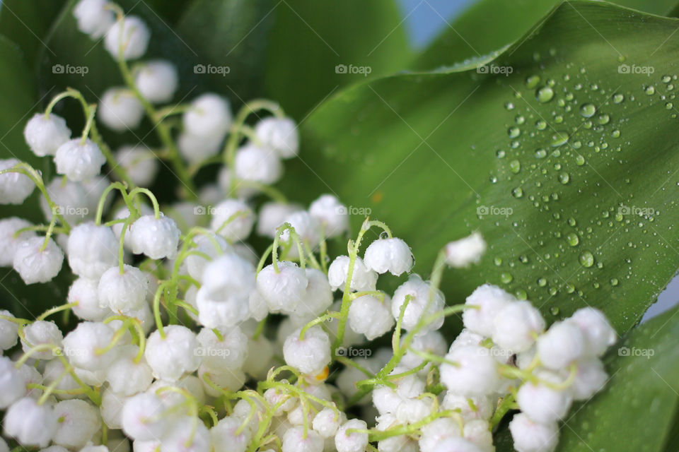 A bouquet of lilies of the valley