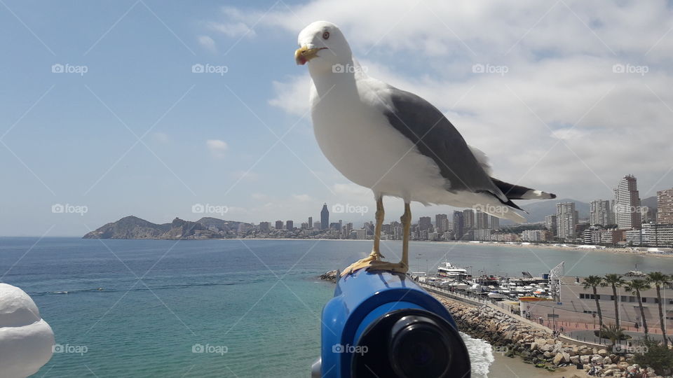Gull seating on sea
