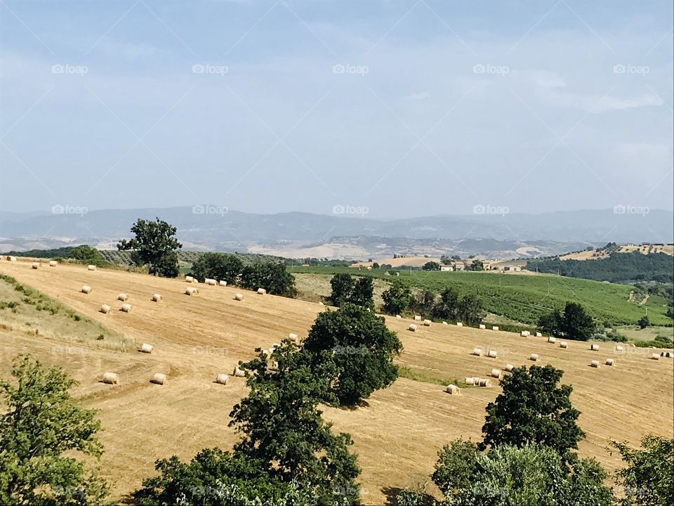 Making hay in summer