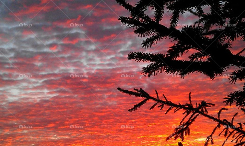 sunset through the mind of a pine