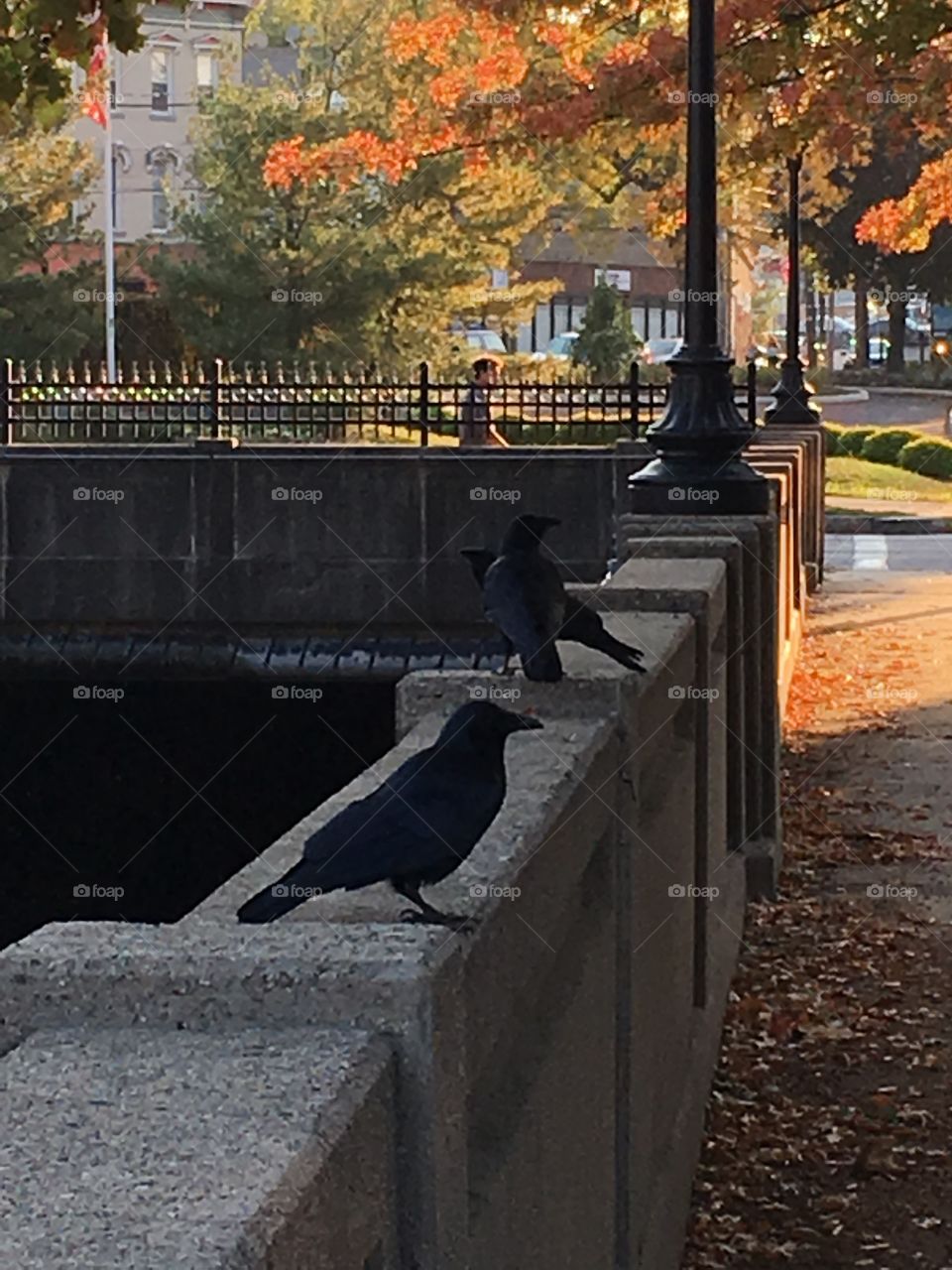 Crows near Still River