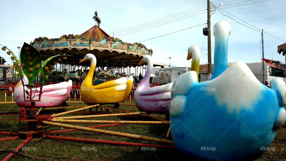 Fila de patos do parque.