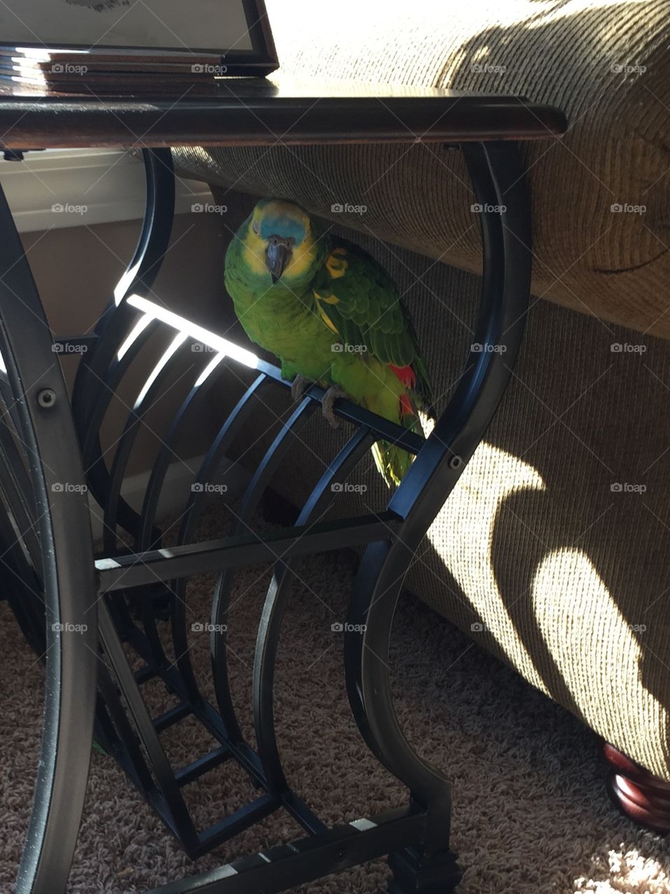 Hiding parrot 