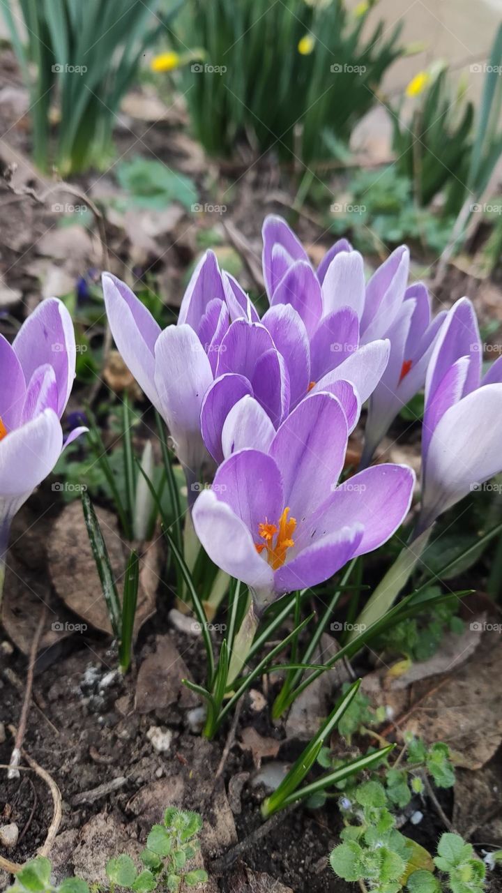 crocus