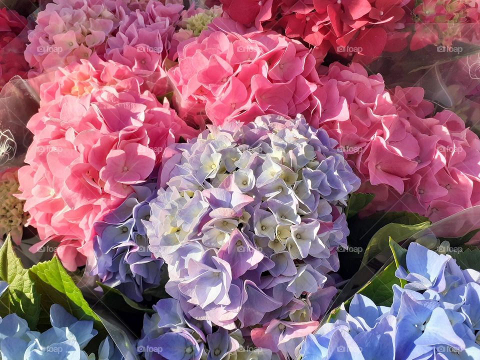 hydrangea