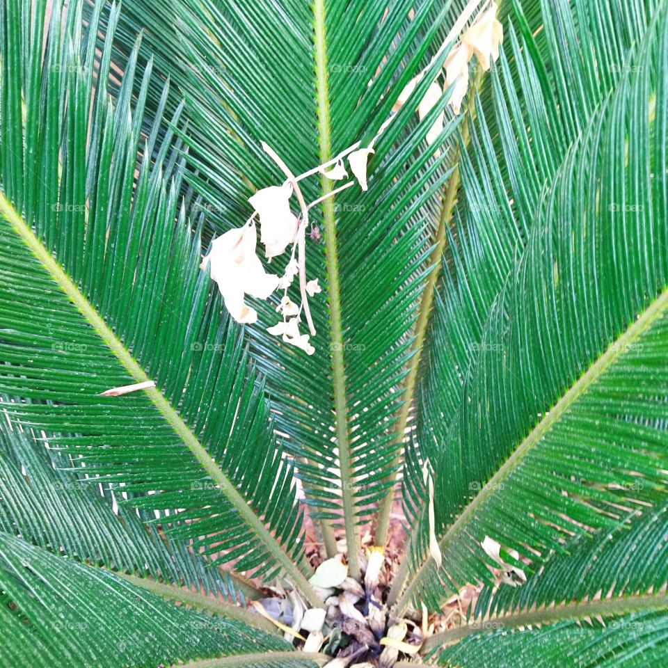 splendid and green palm tree.