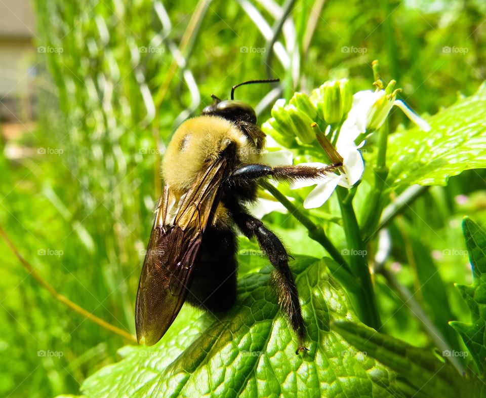 Bumblebee pollinating