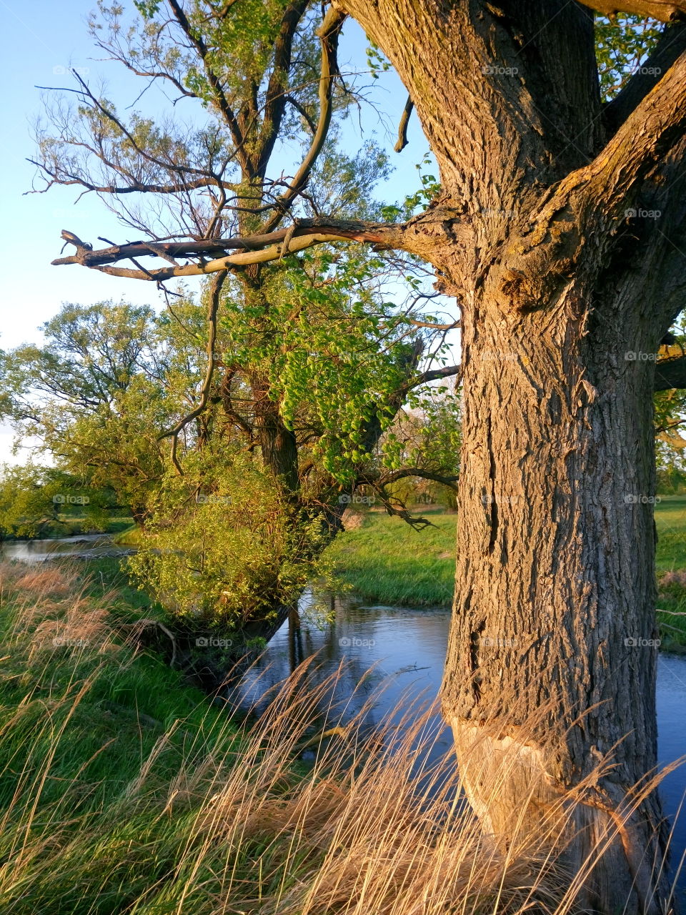 polish nature |nature |because of beavers